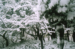 �Ï�����@���̓��u���Ȃ₩�v��